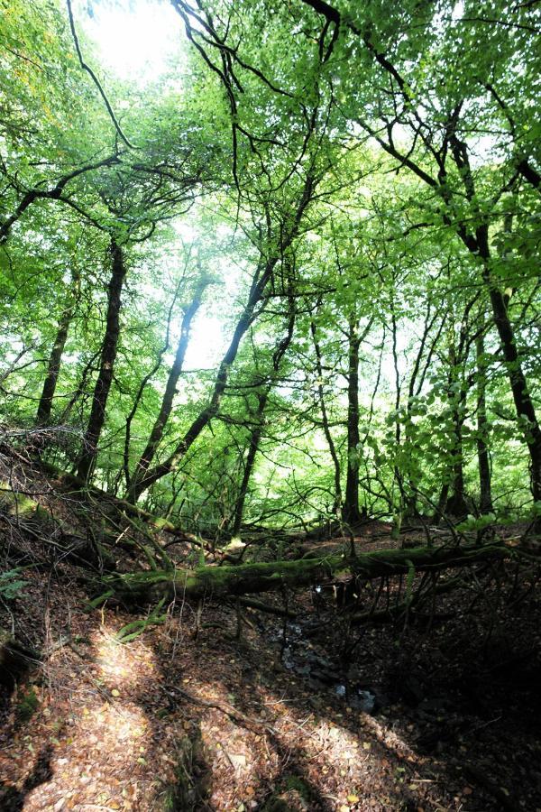 ホテル Aldridge Mill Oakford エクステリア 写真